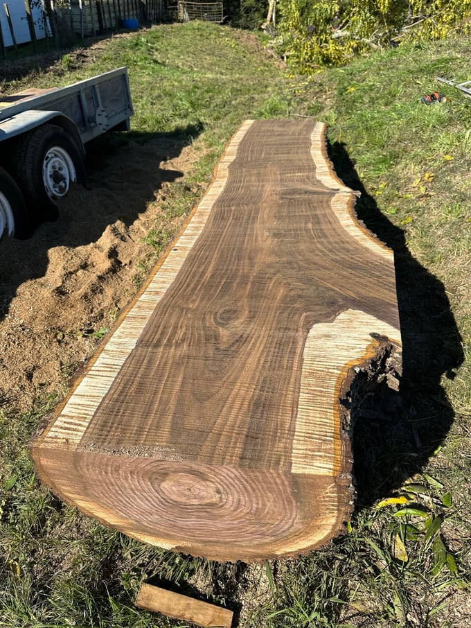 Close-up grain and colour of Black Walnut timber