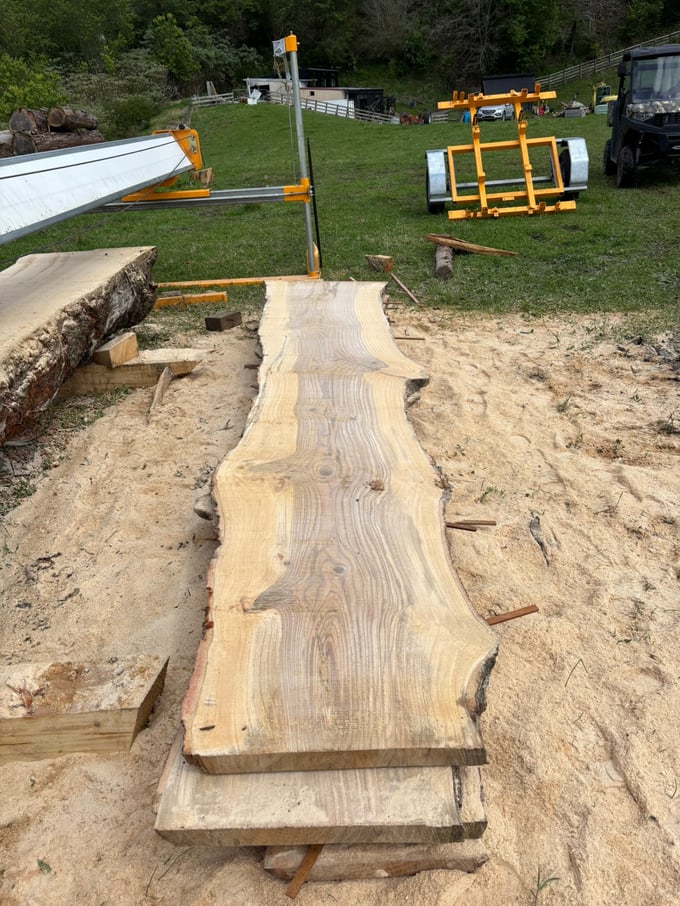 Close-up grain of English Oak timber