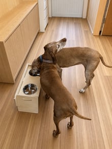 Two dogs using a raised plywood dog feeding station